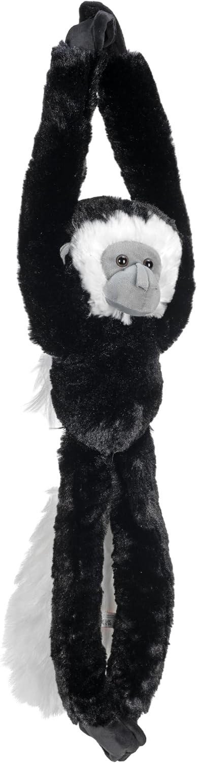 Hanging Colobus Monkey