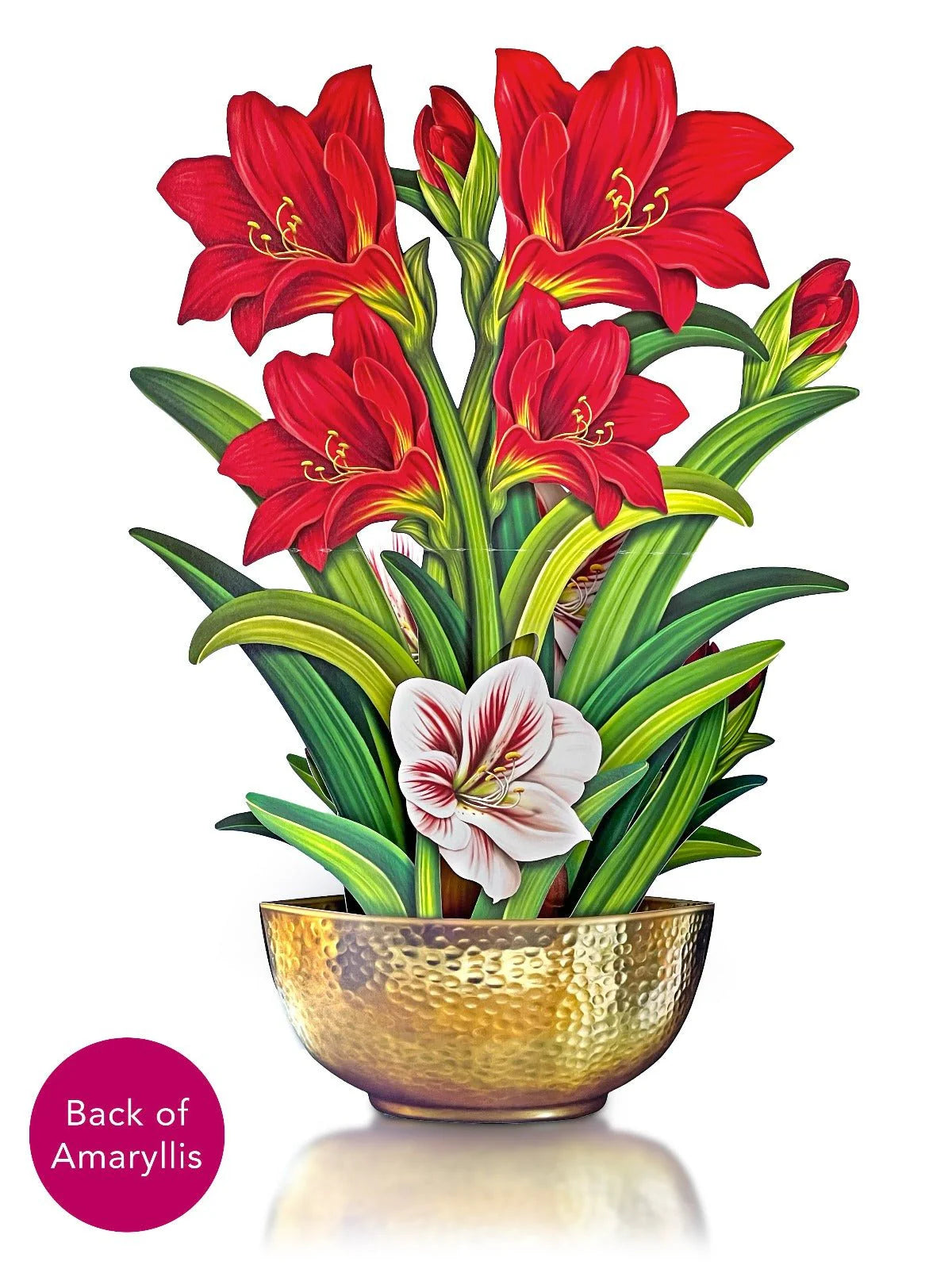 Scarlet Amaryllis Pop-Up Flower Bouquet